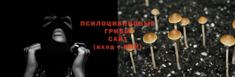 Галлюциногенные грибы Psilocybe  мега ссылка  Дубовка 